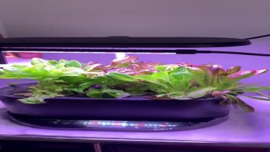 Harvesting our lettuce hydro grow